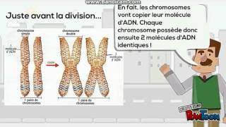 La transmission de linformation génétique dune cellule à lautre [upl. by Sela]