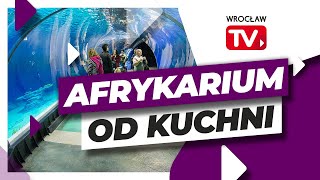 Afrykarium Zoo Wrocław zobacz jak wygląda od środka  Wrocław TV [upl. by Berlinda]