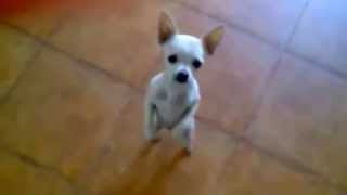 PERRITO BAILANDO quotquot NO NO EL COCO NOquotquot [upl. by Binetta]