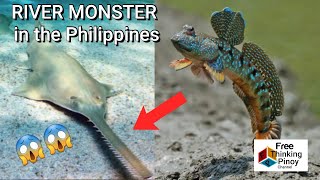 10 AMAZING FRESHWATER FISH IN PHILIPPINES  Kakaibang Isda sa Pilipinas  River Monster [upl. by Adriaens200]