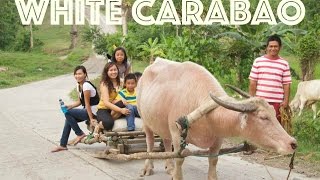 White Carabao Albino Carabao [upl. by Phelgen]