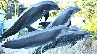 Dolphin Adventures Show SeaWorld Orlando 2023  SeaWorld Orlando [upl. by Nosahc]