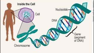 Genetics  🧬 Life Sciences  Grade 12 [upl. by Llemej]