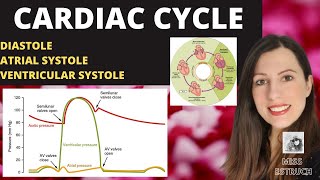 Alevel CARDIAC CYCLE Diastole atrial systole ventricular systoles the pressure volume changes [upl. by Renat]