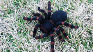 Giant Tarantula [upl. by Randie]