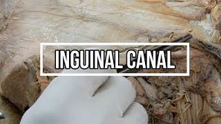 Inguinal Canal [upl. by Eurd]