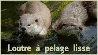 Lutrogale perspicillata  SaintHilaire 1826  Mustelidae  Loutre pelage lisse  052019 [upl. by Ong]