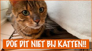 Dingen die je kat HAAT  DierenpraatTV [upl. by Eenat]