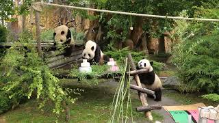 2 ans des jumelles panda Yuandudu et Huanlili [upl. by Neraj83]