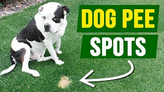 Smart Dog uses toilet and flushes goes Viral 🐕‍🦺 [upl. by Irtimed]