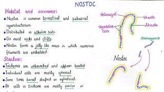 Nostoc  general characteristics of nostoc  class 11 [upl. by Carla]