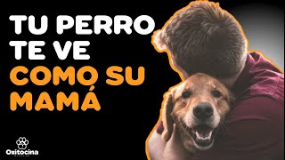 7 SEÑALES DE QUE TU PERRO TE CONSIDERA SU MADRE [upl. by Sardella]