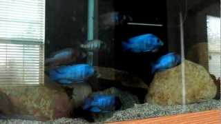 Placidochromis Phenochilus Gissel [upl. by Isacco547]