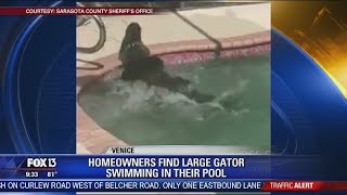 Large alligator takes swim in Florida pool [upl. by Yantruoc874]