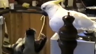 Clever Parrot Feeding Dog Spaghetti [upl. by Hcra]