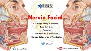 Anatomía  Nervio Facial Origen Real Aparente Trayecto Ramos Colaterales y Terminales [upl. by Gusella]