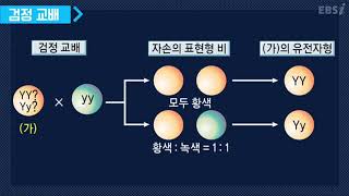 검정교배란 무엇인가요  생명과학 변춘수 여한종QampA 특강 공부법  EBSi 고교강의 [upl. by Moriarty]