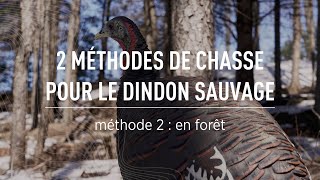 La chasse au dindon sauvage  La méthode en forêt [upl. by Mendez]