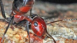 Strange ‘Exploding Ant’ Species Discovered In Asia [upl. by Kirsch]