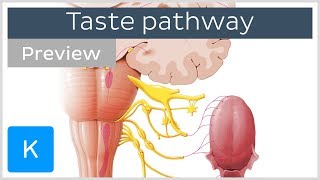 Taste pathway steps and diagram preview  Human Neuroanatomy  Kenhub [upl. by Eeramit]