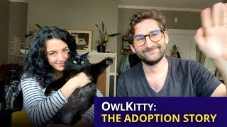 OwlKitty The Adoption Story [upl. by Giorgia]