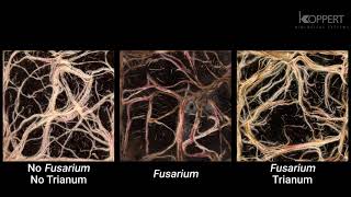 Trichoderma harzianum T22 combats Fusarium in maize roots – Koppert [upl. by Alekahs431]