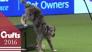 Heelwork to Music  Freestyle International Competition Part 1  Crufts 2016 [upl. by Siuluj685]