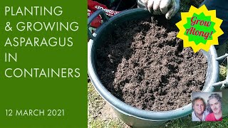 Planting amp Growing Asparagus Crowns in Containers 12321 [upl. by Eatnhoj875]