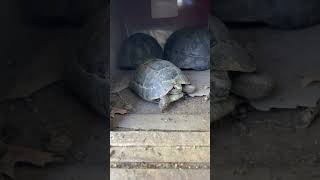 Cribs Tour of Ibera Greek Tortoises animals pets pet reptile tortoise nature [upl. by Ainaled]