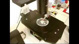 MM3ALMP  Micromanipulator for light microscopy probing applications [upl. by Annayram70]