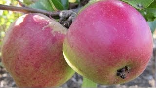 Pruning Fruit Trees  Pruning Techniques  Essential Pruning Course [upl. by Clorinde280]