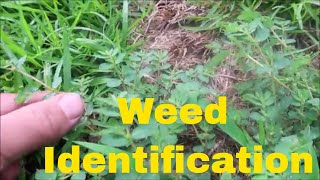 Weed Identification in Summer  Identify Crabgrass Dallisgrass Nutsedge Spurge and More [upl. by Adalbert]