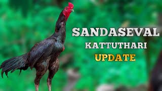 kattu tharai update sanda seval videokattu sevalvideo kattuseval sandakozhi sale [upl. by Anekahs]