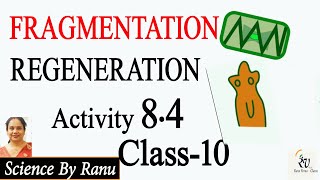 Activity 84 Fragmentation amp Regeneration Class10 Biology How do Organisms Reproduce SciencebyRanu [upl. by Favianus11]