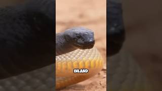 The Worlds Most Venomous Snake The inland taipan  wildlife wonders [upl. by Akkeber]