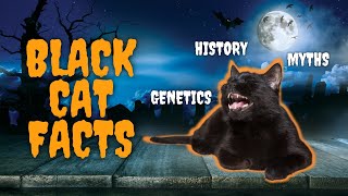 10 Mysterious Facts About Black Cats [upl. by Anne]