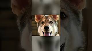 Meet Tamaskan  An Active WolfLike Dog Breed [upl. by Blane]