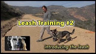 Leash Training 2  Introducing the Leash  Dog Training Video [upl. by Retse]