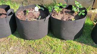 Grow bags a must have for gardeners [upl. by Kaltman588]