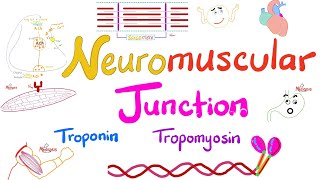 Troponin Tropomyosin TTubules Sarcoplasmic Reticulum and the Neuromuscular junction NMJ [upl. by Oremoh]