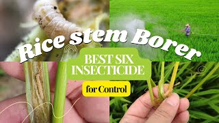 Six Effective Insecticides for Controlling Stem Borers in Rice ricecrop insecticides best [upl. by Ausoj]