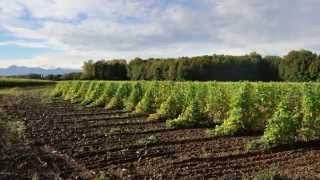 Time Lapse de la culture du Haricot Tarbais [upl. by Ahtael415]