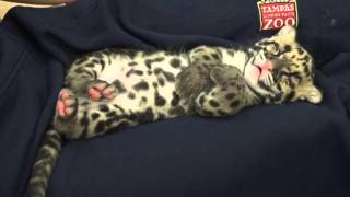 Catnapping Clouded Leopard Cub [upl. by Aramo94]