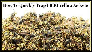 How To Quickly Trap 1000 YellowJackets In Just Hours Mousetrap Monday [upl. by Enna724]