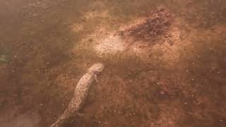 Mudpuppy sighting 2 Late October dive at Long Lake [upl. by Cirenoj]