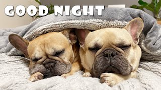 What Do My Dogs Do Every Night  My French Bulldogs Night Routine [upl. by Zacherie]