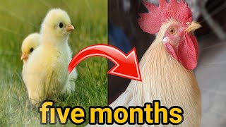 From chick to adult rooster  Chicken transformation [upl. by Nasus593]