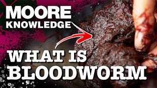 WHY BLOODWORM IS THE MOST EFFECTIVE BIG CARP ATTRACTOR 🪱 [upl. by Ninehc]