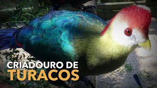 Criação de TURACOS  Criadouro de Aves Exóticas  BIRDTV [upl. by Jeniffer]