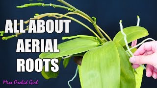 Orchid aerial roots  Why Orchids grow them what to do about them [upl. by Loftis]